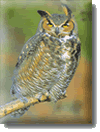 Dusky Horned Owl