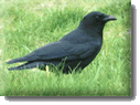 Western Common Crow