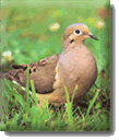 Western Mourning Dove