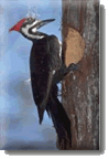 Western Pileated Woodpecker