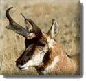 Oregon Pronghorn Antelope