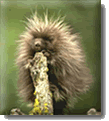 Yellow-haired Porcupine