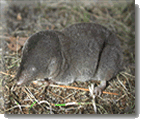 Short-tailed Shrew