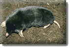 Townsend's Mole